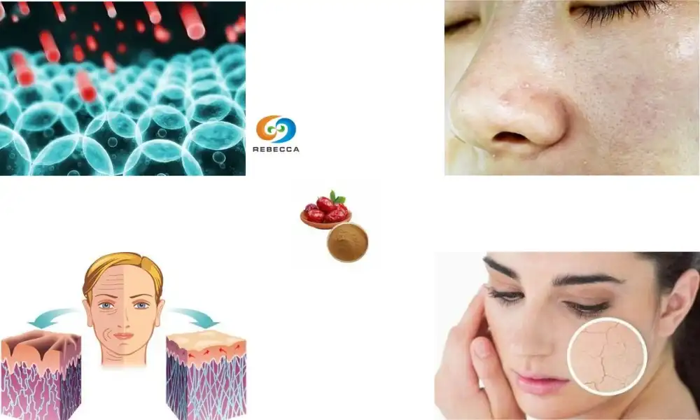 Jujube Extract Powder and Its Anti-Aging Properties